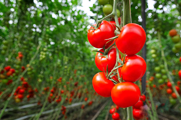 Green House Tomato